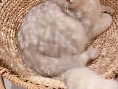 -飞行喵MR PILOT|猫舍·猫咖(静安大融城店)