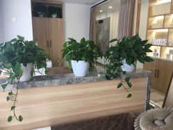 -归真美学颜究中心