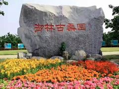 -御林古桑园