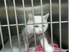 -中农国际动物医院24小时·猫科·骨科·急重症中心