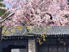 -盛世牡丹苑生态文化旅游区