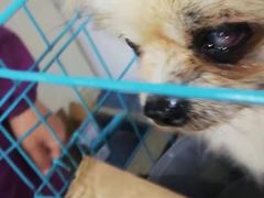 -A猫a狗全科·犬猫异宠·芥西宠物医院(南开总院)