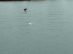 -日照世帆赛基地