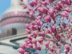 -东方明珠广播电视塔