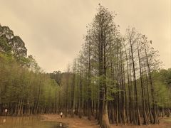 -番禺大夫山森林公园