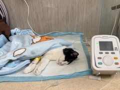 -爱派特动物医院·全科诊疗中心