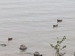 -深圳湾公园(南山区)