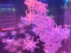 -苏州海洋馆