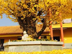 -萝鸡思味秘制泡菜(万家丽店)