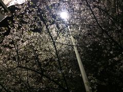 -武汉大学-樱园