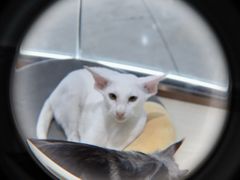 -momokira米努特·德文卷毛猫·棉花面纱犬