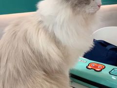 -飞行喵MR PILOT|猫舍·猫咖(静安大融城店)