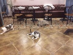 -共舞时光猫咖·狗咖(新街口店)