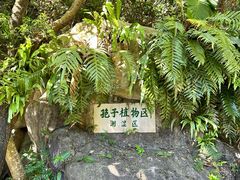 -深圳仙湖植物园