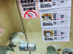 -屋虎猫馆(宝安大仟里店)