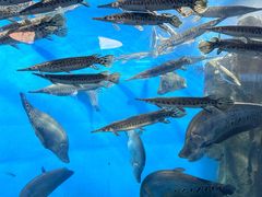 -太平洋海底世界