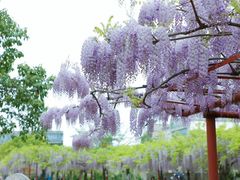 -嘉定紫藤园
