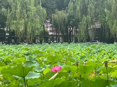 -四川大学(望江校区)