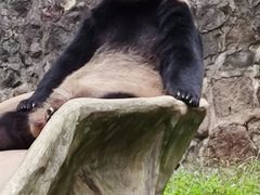 -都江堰中华大熊猫苑