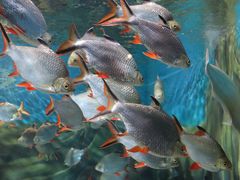 -上海海洋水族馆