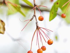 -国家植物园
