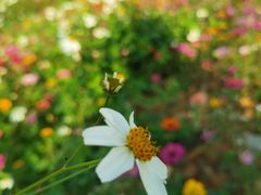 -光明小镇欢乐田园