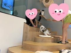 -啵啵喵·猫咖(攀华国际店)