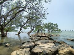 -宝安西湾红树林湿地公园