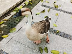 -海珠湖公园