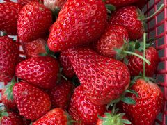 -胜丰草莓采摘园