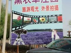 -北京东方普罗旺斯薰衣草庄园