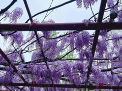 -嘉定紫藤园