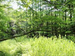 -桤木河湿地公园