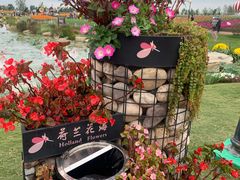 -荷兰花海
