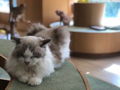 -CAT’S MEWSTAR CAFE·喵星球猫屋(晴湾咖啡店)