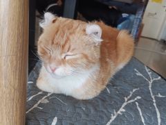 -平行世界·猫咖(首经贸店)