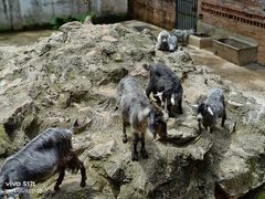 -深圳野生动物园