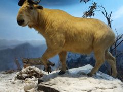 -陕西自然博物馆