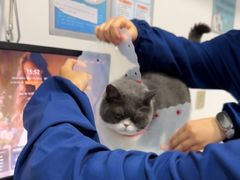 -天使宠物医院·犬猫分诊(彩虹店)