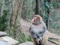 -黔灵山公园