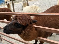 -栾川竹海野生动物园