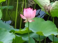 -荔湾湖公园