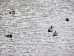 景点-石家庄市动物园