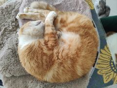 -平行世界·猫咖(首经贸店)