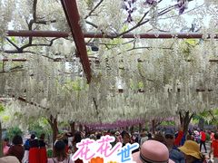 -嘉定紫藤园