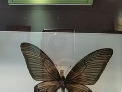 -上海昆虫博物馆