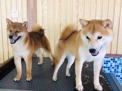 -柴源莊·柴小宠柴犬咖啡