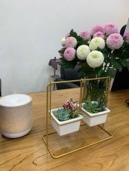 -蚂蚁造型俱乐部
