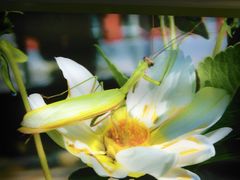 -上海昆虫博物馆