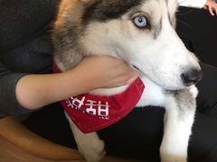 -Husky Go! 哈士奇体验馆·宠物咖啡厅狗咖